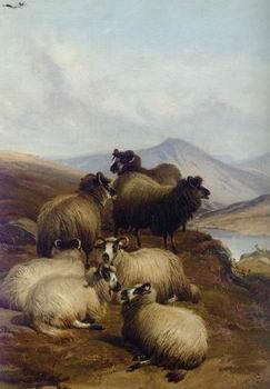 unknow artist Sheep 192